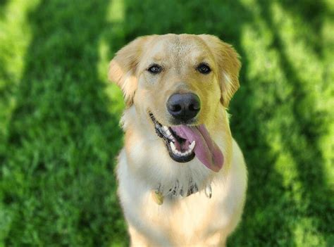 golden grin|golden retrievers in need cleveland.